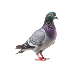 Obraz premium Grey pigeon on a white background. Perfect for nature or animal-related designs in need of a simple yet striking image