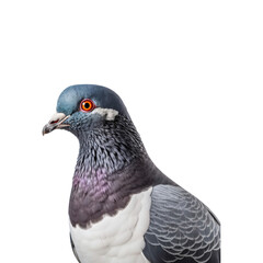 Obraz premium A closeup of a pigeon head with bright feathers on a plain white background. Ideal for nature, bird, or wildlife-themed designs