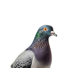 Obraz premium A closeup of a pigeon head with bright feathers on a plain white background. Ideal for nature, bird, or wildlife-themed designs