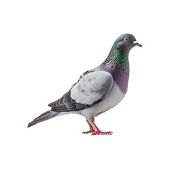 Obraz premium Grey pigeon on a white background. Perfect for nature or animal-related designs in need of a simple yet striking image
