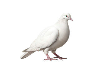 Obraz premium photo of a full body white dove symbolizing peace and purity, suitable for wedding invitations, nature blogs, and spiritual designs
