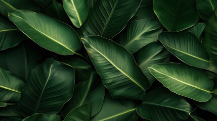 A close up of green leaves with a lush green background. The leaves are large and full, giving the impression of a thriving plant. Concept of growth and vitality, as well as the beauty of nature
