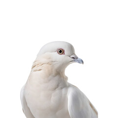 Obraz premium photo of a full body white dove symbolizing peace and purity, suitable for wedding invitations, nature blogs, and spiritual designs