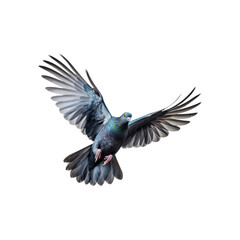 Naklejka premium Pigeon in flight with wings extended towards the viewer. Suitable for nature, wildlife, freedom, and bird-themed designs. Perfect for promotional materials