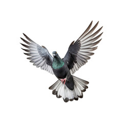 Fototapeta premium Pigeon in flight with wings extended towards the viewer. Suitable for nature, wildlife, freedom, and bird-themed designs. Perfect for promotional materials