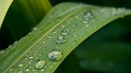 Tendril rolls beautifully naturally, taken with macro.