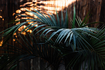 bangalow palm frond outdoor in tropical backyard with moody dark tones