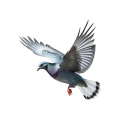 Obraz premium Pigeon in flight with wings extended towards the viewer. Suitable for nature, wildlife, freedom, and bird-themed designs. Perfect for promotional materials