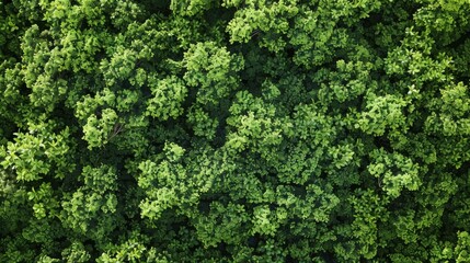 top view of green forest background