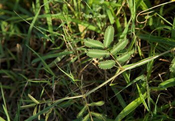 Mimosa pudica plant leaf closeup. Green leaf. Selective focus.