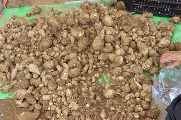 Taro roots or arbi, colocasia roots, edible corms, at street market for sale