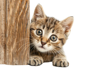 Fototapeta premium Adorable tabby kitten peeking from behind a wooden post. Perfect for pet lovers and animal-themed projects.