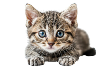 Obraz premium Cute tabby kitten with blue eyes lying down isolated on white background, seeming curious and playful.