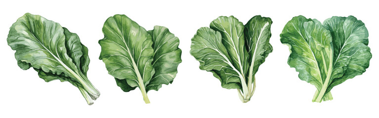 Collard Greens Watercolor Illustration