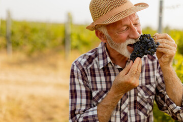 Elderly man savoring freshly picked grapes from his vineyard on a sunny afternoon while enjoying the fruits of his labor