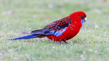 crimson rosella feeding on the ground at a park  in the new south wales snowy mountains of australia