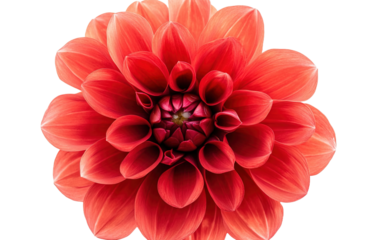Red dahlia flower on transparent background, png	