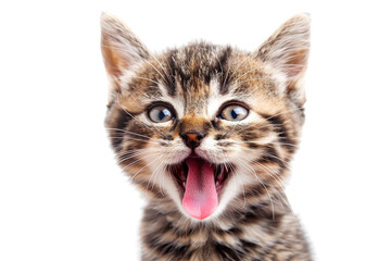Naklejka premium A playful tabby kitten with bright eyes and an adorable open mouth, ready to bring joy and cuteness to any project.
