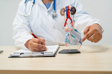  A female doctor sits at her desk in a hospital, examining a male urinary tract model. She...