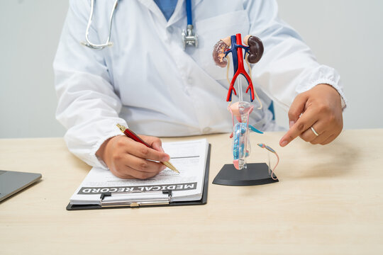  A female doctor sits at her desk in a hospital, examining a male urinary tract model. She discusses urinary tract infections in men, explaining causes like STDs, enlarged prostate glands