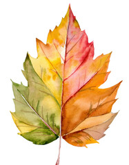 Fototapeta premium Illustration with autumn leaves, isolated on transparent background
