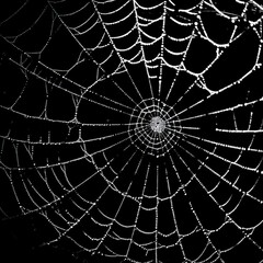 Obraz premium A spiderweb with dew drops