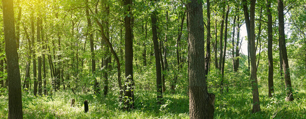 Panorama of the forest on a quiet sunny summer day.