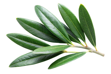 Obraz premium A close-up of a green olive branch with several elongated, glossy leaves. The leaves are arranged in a fan-like manner on a transparent background