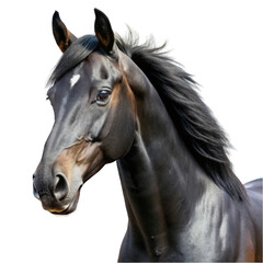 Black horse portrait isolated on transparent background