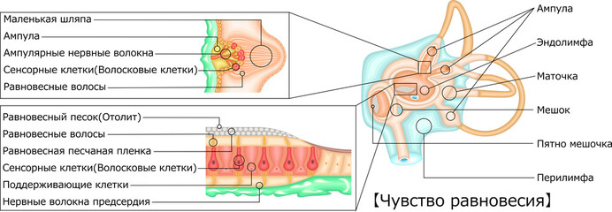 耳　平衡感覚　イラスト　ロシア語
