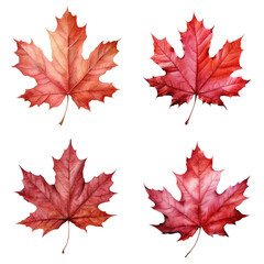 Obraz premium Watercolor Red Autumn Maple Leaves