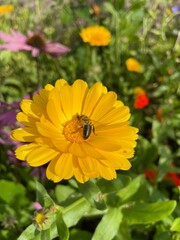 A close-up of an insect on a yellow pot marigold flower