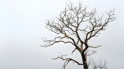 Obraz premium Solitary Bare Tree Silhouette Against Winter Sky