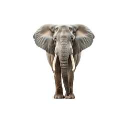Obraz premium Front view of a majestic african elephant with large tusks isolated on white background