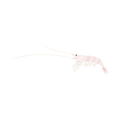 アキアミ（アミエビ）。フラットなベクターイラスト。
Akiami paste shrimp. Flat vector illustration.