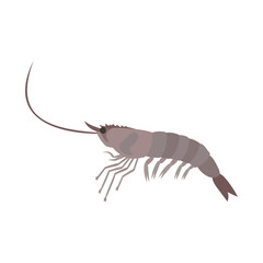 バナメイエビ（シロアシエビ）。フラットなベクターイラスト。
Whiteleg shrimp (Pacific white shrimp, king Prawn). Flat vector illustration.