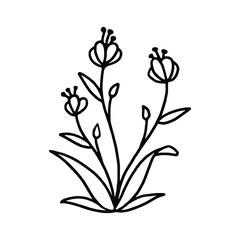 A black and white line drawing of a simple flower with multiple stems, leaves, and buds.
