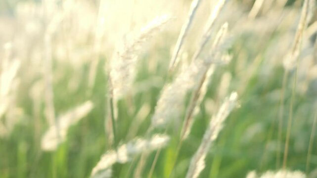 White cogon grass flowers are illuminated by sunlight.