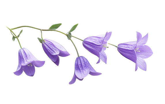 Macro campanula patula on white background,png