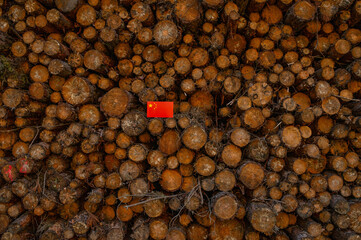 UN Climate Change Conference. China Deforestation. Ecological disaster, deforestation in Siberia and China. Felled pine trees