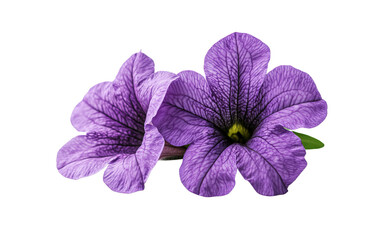 Purple flower of petunia on white background,png