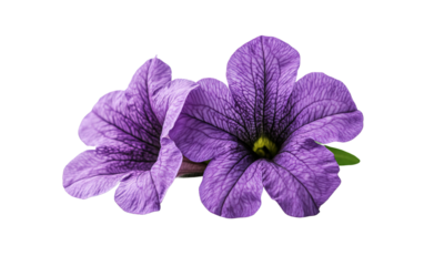 Purple flower of petunia on white background,png