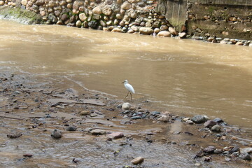 Obraz premium Garza en piedras