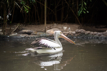 storks in action at Bandung Zoo