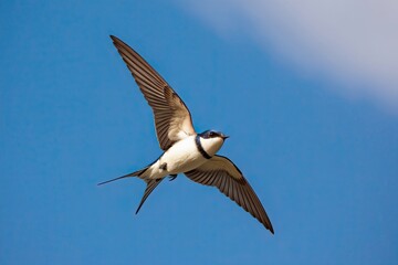 Dynamic Swallow Birds Soaring in a Clear Blue Sky