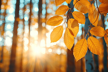 Vibrant autumn leaves illuminated by sunlight, creating a warm, serene atmosphere in a tranquil forest setting.