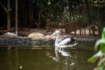 storks in action at Bandung Zoo