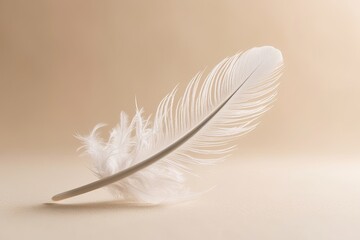 Obraz premium Elegant White Feather on Gentle Soft Background