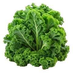 Fresh kale isolated on transparent background