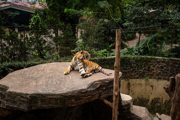 Tigers in action at Bandung Zoo © adelukmanulhakim